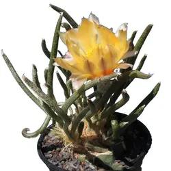 بذر کاکتوس آستروفیتوم کاپوت مدوسا Astrophytum caput-medusae