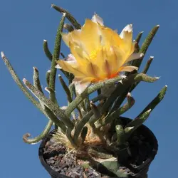 بذر کاکتوس آستروفیتوم کاپوت مدوسا Astrophytum caput-medusae