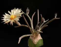 بذر کاکتوس آستروفیتوم کاپوت مدوسا Astrophytum caput-medusae
