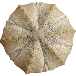 بذر کاکتوس آستروفیتوم Astrophytum COxSK