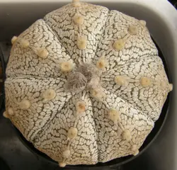 بذر کاکتوس آستروفیتوم Astrophytum COxSK