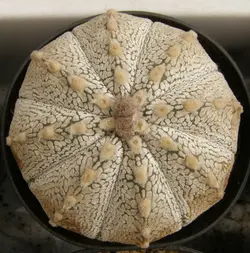 بذر کاکتوس آستروفیتوم Astrophytum COxSK