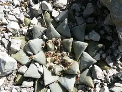 بذر کاکتوس آریوکارپوس Ariocarpus retusus scapharostroides
