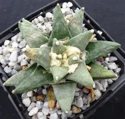 بذر کاکتوس آریوکارپوس Ariocarpus retusus scapharostroides