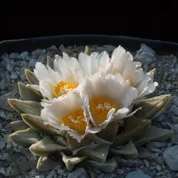 بذر کاکتوس آریوکارپوس Ariocarpus retusus scapharostroides