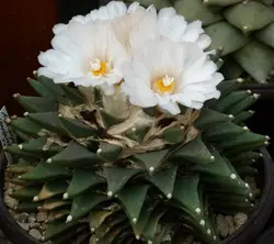 بذر کاکتوس آریوکارپوس Ariocarpus retusus scapharostroides