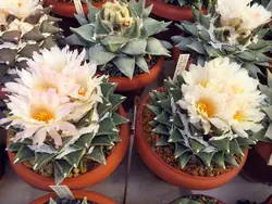 بذر کاکتوس آریوکارپوس Ariocarpus retusus scapharostroides