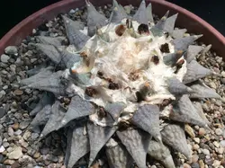 بذر کاکتوس آریوکارپوس Ariocarpus retusus SB68