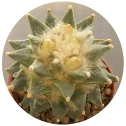 بذر کاکتوس آریوکارپوس Ariocarpus retusus Rio Verde form