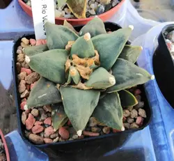 بذر کاکتوس آریوکارپوس Ariocarpus retusus Rio Verde form