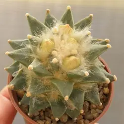 بذر کاکتوس آریوکارپوس Ariocarpus retusus Rio Verde form