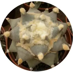 بذر کاکتوس آریوکارپوس Ariocarpus retusus furfuraceus cv big ar