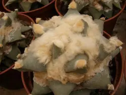 بذر کاکتوس آریوکارپوس Ariocarpus retusus furfuraceus cv big ar