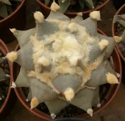 بذر کاکتوس آریوکارپوس Ariocarpus retusus furfuraceus cv big ar