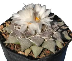 بذر کاکتوس آریوکارپوس Ariocarpus retusus furfuraceus Saltillo wide tubercle