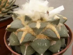 بذر کاکتوس آریوکارپوس Ariocarpus retusus furfuraceus Saltillo wide tubercle