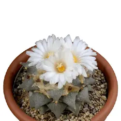 بذر کاکتوس آریوکارپوس ریتوسوس | Ariocarpus retusus