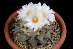 بذر کاکتوس آریوکارپوس ریتوسوس | Ariocarpus retusus