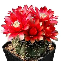 بذر کاکتوس ژمینو گل رنگی | ژمینو کالیسیوم بالدیانوم | Gymnocalycium baldianum