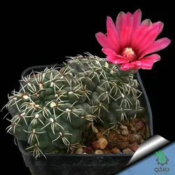 بذر کاکتوس ژمینو گل رنگی | ژمینو کالیسیوم بالدیانوم | Gymnocalycium baldianum