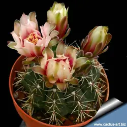 بذر کاکتوس ژمینو گل رنگی | ژمینو کالیسیوم بالدیانوم | Gymnocalycium baldianum