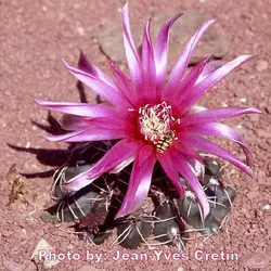 بذر کاکتوس ژمینو گل رنگی | ژمینو کالیسیوم بالدیانوم | Gymnocalycium baldianum