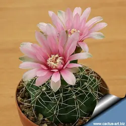بذر کاکتوس ژمینو گل رنگی | ژمینو کالیسیوم بالدیانوم | Gymnocalycium baldianum