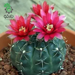 بذر کاکتوس ژمینو گل رنگی | ژمینو کالیسیوم بالدیانوم | Gymnocalycium baldianum