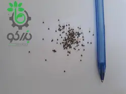 بذر کاکتوس ژمینو گل رنگی | ژمینو کالیسیوم بالدیانوم | Gymnocalycium baldianum