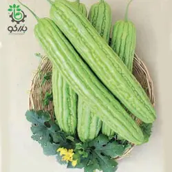 بذر خیار چنبر تلخ | کدو تلخ چینی | Momordica charantia