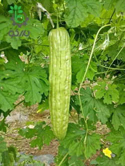 بذر خیار چنبر تلخ | کدو تلخ چینی | Momordica charantia