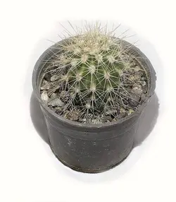 کاکتوس کارنژیا سایز گلدان 6 سانتی متری