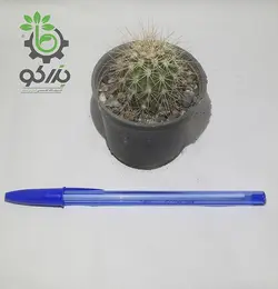 کاکتوس کارنژیا سایز گلدان 6 سانتی متری
