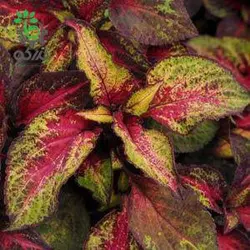 بذر حسن یوسف برگ پهن رز لیمویی مجیک پن آمریکن | Coleus Premium Sun Rose To Lime Magic F1