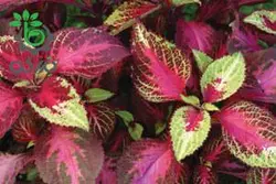 بذر حسن یوسف برگ پهن رز لیمویی مجیک پن آمریکن | Coleus Premium Sun Rose To Lime Magic F1