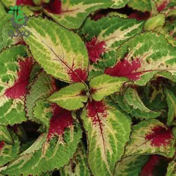 بذر حسن یوسف برگ پهن رز لیمویی مجیک پن آمریکن | Coleus Premium Sun Rose To Lime Magic F1