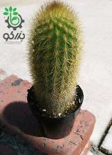 بذر کاکتوس هاگوسرئوس میکس واریته ها HAAGEOCEREUS Mixed