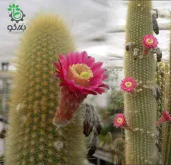 بذر کاکتوس هاگوسرئوس میکس واریته ها HAAGEOCEREUS Mixed