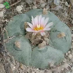 بذر کاکتوس لوفوفورا ویلیامسی (پیوته) Lophophora williamsii seeds