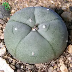 بذر کاکتوس لوفوفورا ویلیامسی (پیوته) Lophophora williamsii seeds