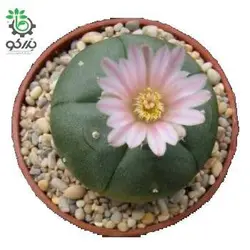 بذر کاکتوس لوفوفورا ویلیامسی (پیوته) Lophophora williamsii seeds