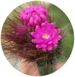 بذر کاکتوس آروجادوا پنیسیلیتا |  ARROJADOA (Cephalocereus) penicillata