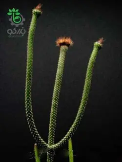 بذر کاکتوس آروجادوا پنیسیلیتا |  ARROJADOA (Cephalocereus) penicillata