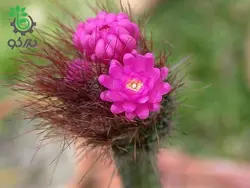 بذر کاکتوس آروجادوا پنیسیلیتا |  ARROJADOA (Cephalocereus) penicillata