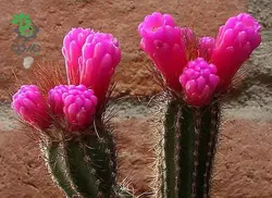 بذر کاکتوس آروجادوا پنیسیلیتا |  ARROJADOA (Cephalocereus) penicillata