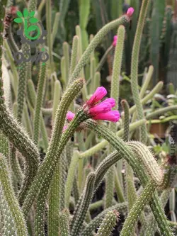 بذر کاکتوس آروجادوا پنیسیلیتا |  ARROJADOA (Cephalocereus) penicillata