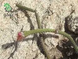 بذر کاکتوس آروجادوا پنیسیلیتا |  ARROJADOA (Cephalocereus) penicillata