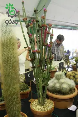 بذر کاکتوس آروجادوا پنیسیلیتا |  ARROJADOA (Cephalocereus) penicillata