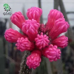 بذر کاکتوس آروجادوا پنیسیلیتا |  ARROJADOA (Cephalocereus) penicillata