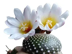 بذر کاکتوس بلوسفلدیا میکس | Blossfeldia seeds